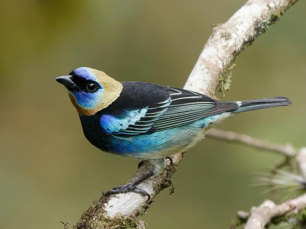 <h3><a href="/trips/costa-rica/biota/animalia/chordata/aves/040 passeriformes/127 thraupidae/tangara larvata/tangara larvata-nl.html">Tangara&nbsp;larvata</a> / Golden‑hooded&nbsp;tanager / Purpermaskertangare</h3>OM-1 Mark II met OLYMPUS M.150-400mm F4.5 TC, 1/2000 sec  bij F5.6, ISO 2000, afstand 10.5&nbsp;m